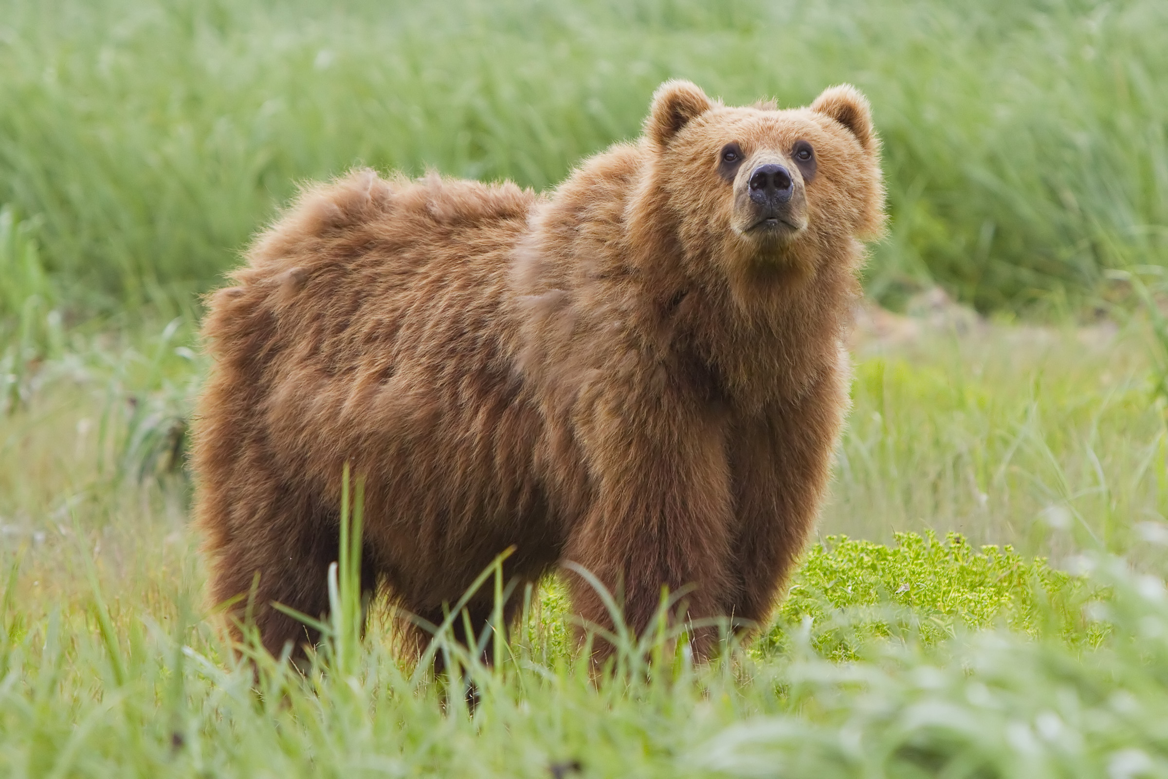 this is a bear